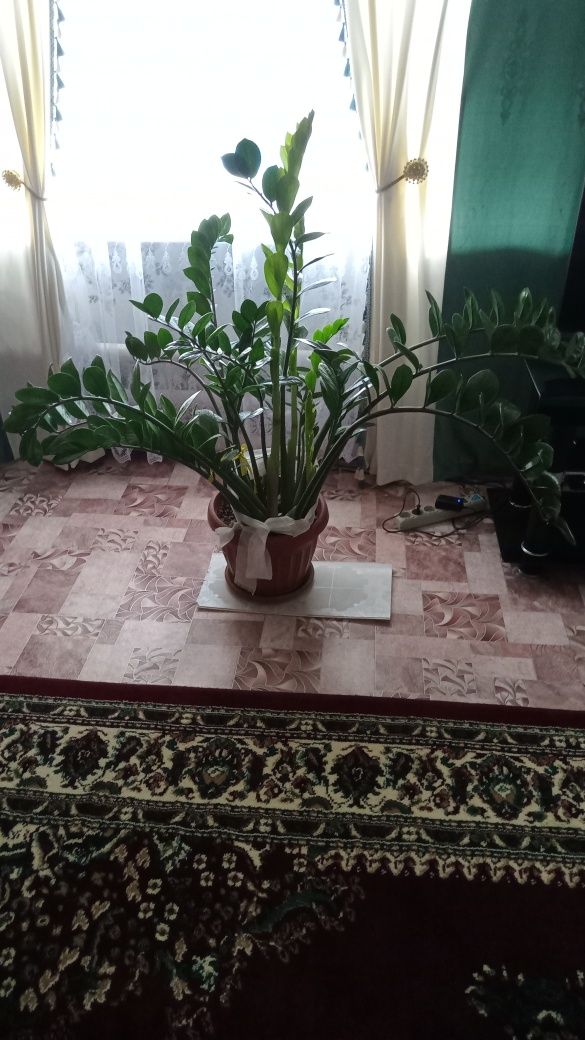 Продам цветы в горшках
