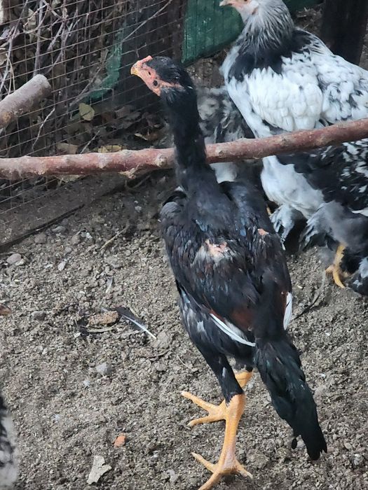 Dakan jojaxoroz sotiladi