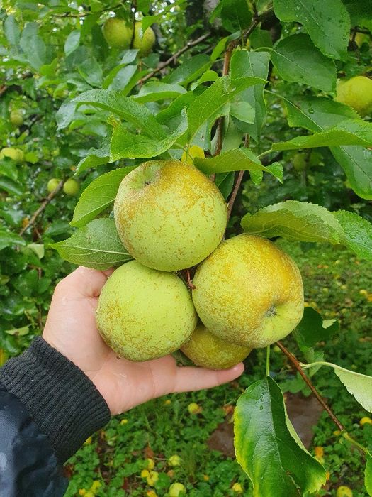 Mere [ Golden, Ionathan, Idared ]