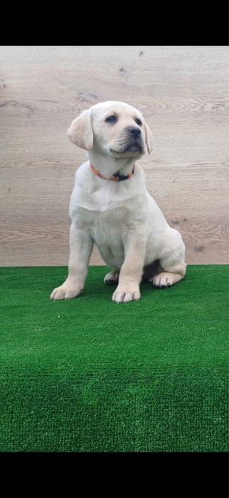 Donez puiut Labrador