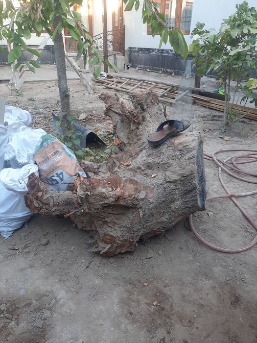 Катта тунка урик дарахтиники  ва яна к,олганлари