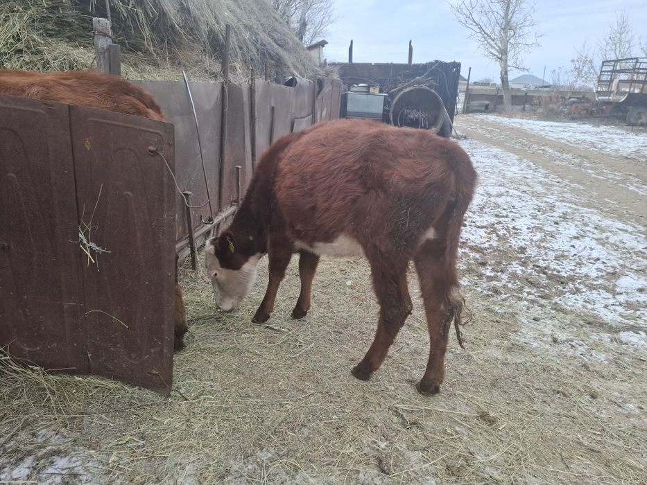 Продам тёлку 1,9 года