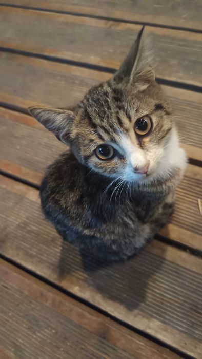 Подарява се коте