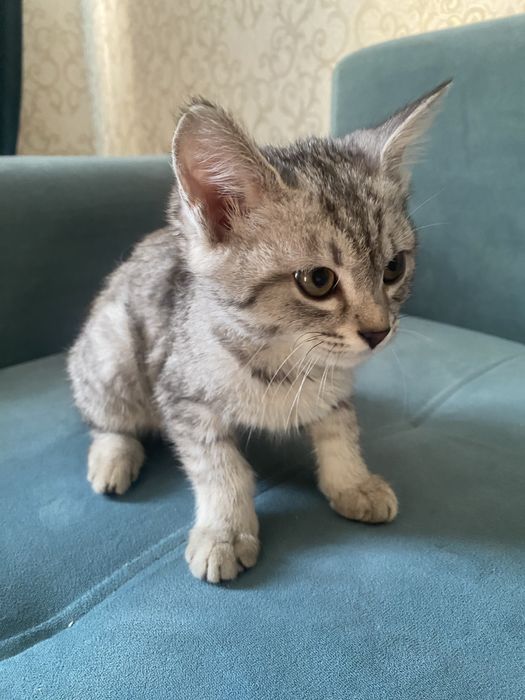 Кошка бесплатно срочно