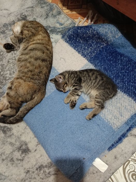 Отдам в хорошие руки