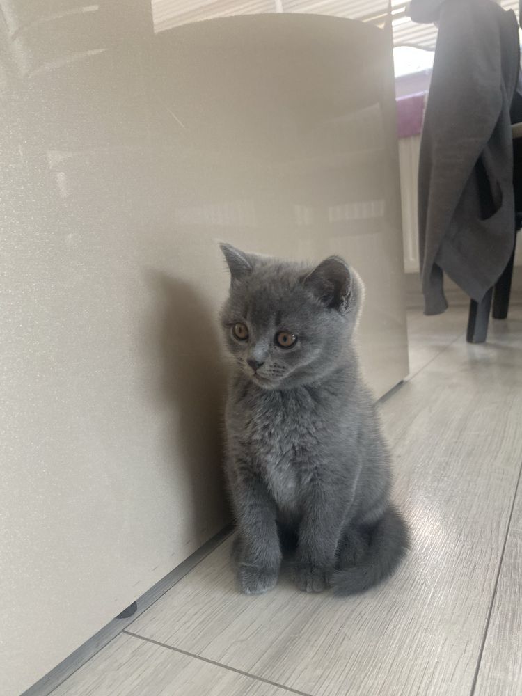 Шотландско котенце
