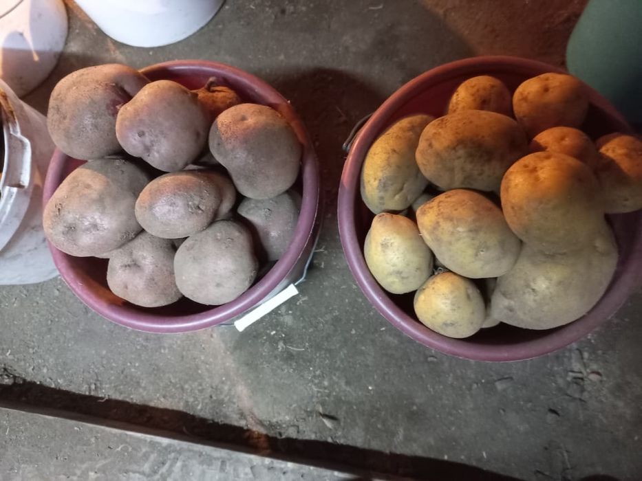 Продам Картофель