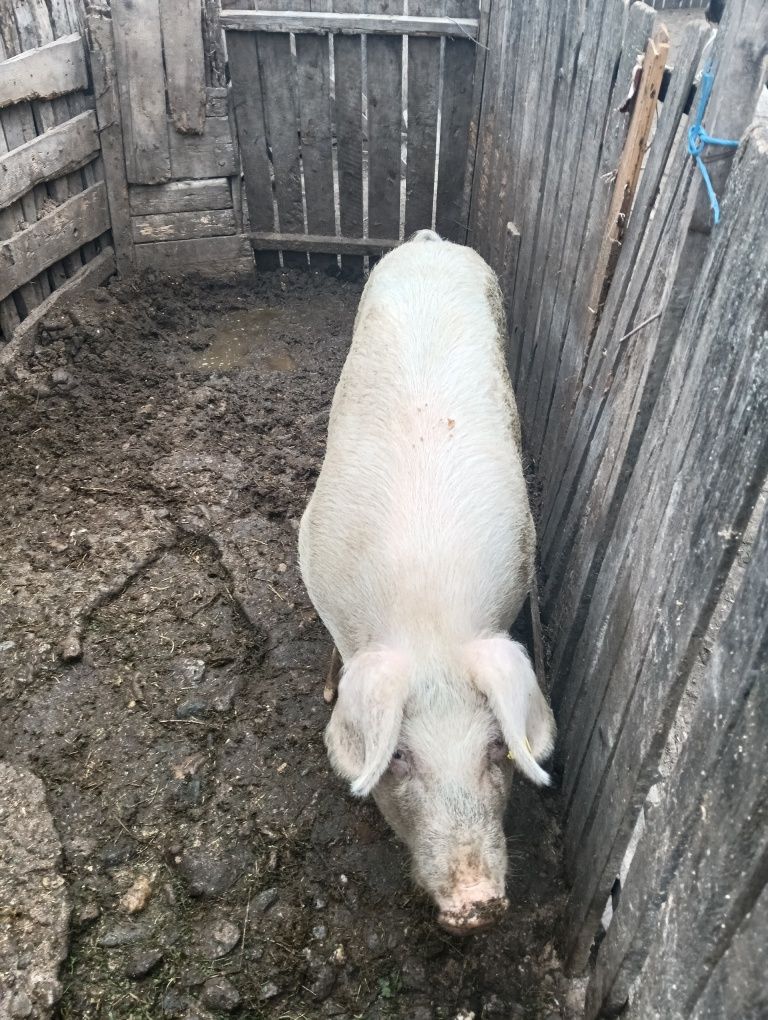 De vânzare este castrat foarte mâncăcios