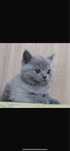 British shorthair