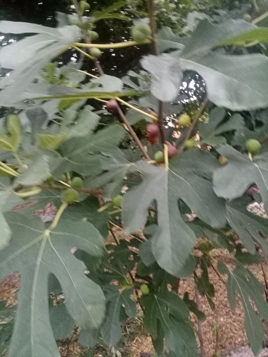 Ранна Смокиня...