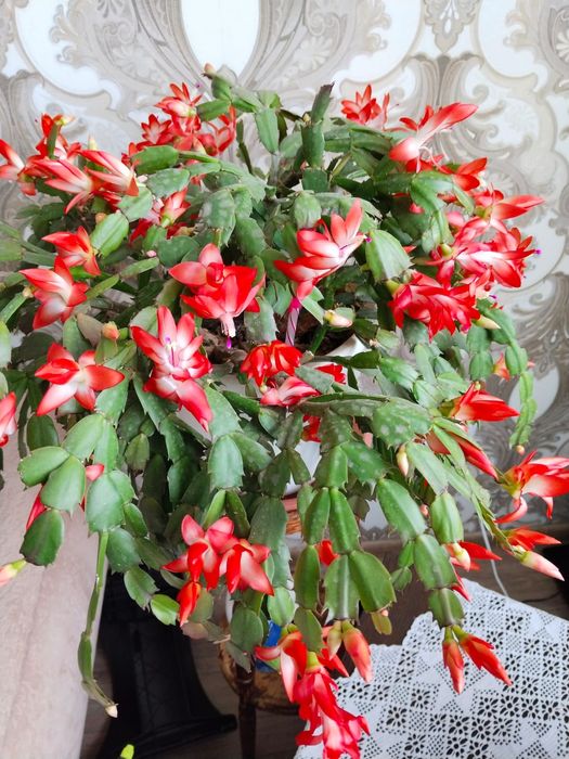 Продам цветок декабрист