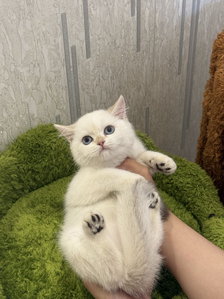 На продаже колорная шиншилла девочка