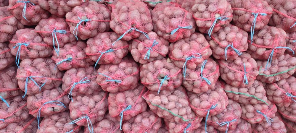 Cartofi consum alb ultra si Esme rosu