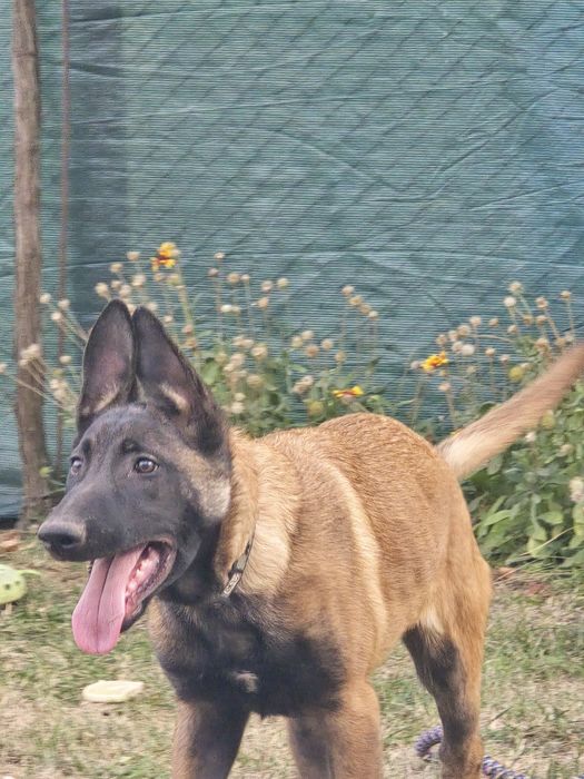 Продавам Белгийска овчарка на 7 месеча