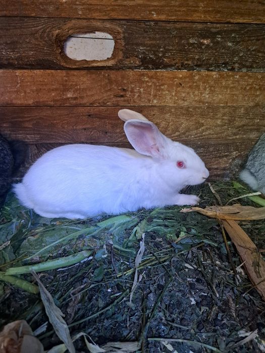 Vând iepuri 3 luni și 4 luni