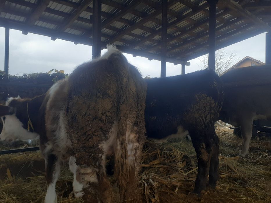 Vând vaca bruna și 2 vitei .