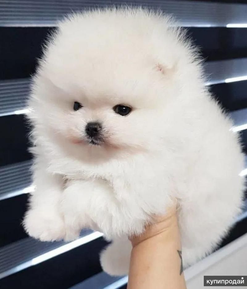 Pomeranian boo pappy