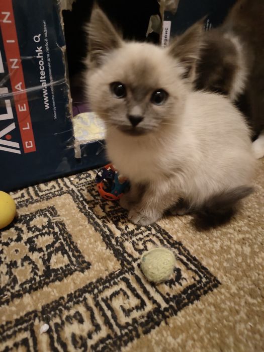 Котенок девочка в хорошие руки