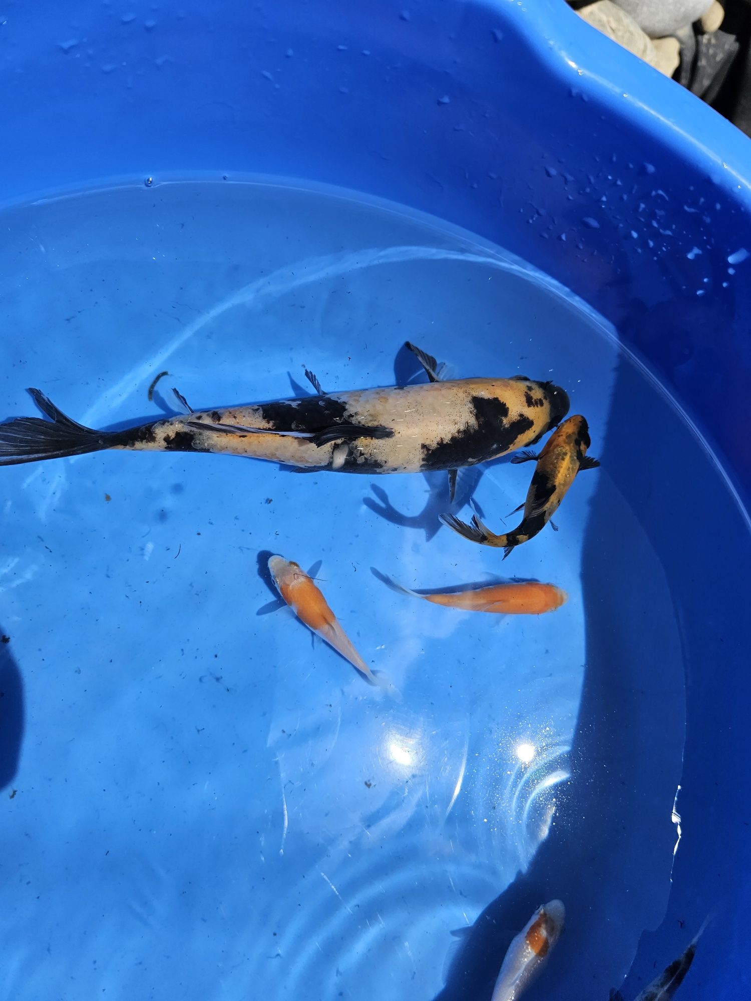 Crapii koi standard