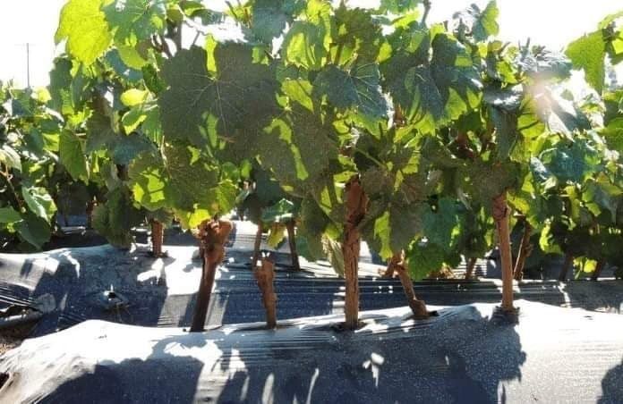 Producător butasi vita de vie hibrid