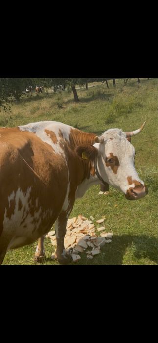 Vand 4 vaci gestante !