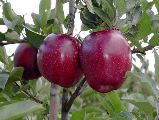 Саженцы крупноплодных сортов яблони и другие плодовые деревья