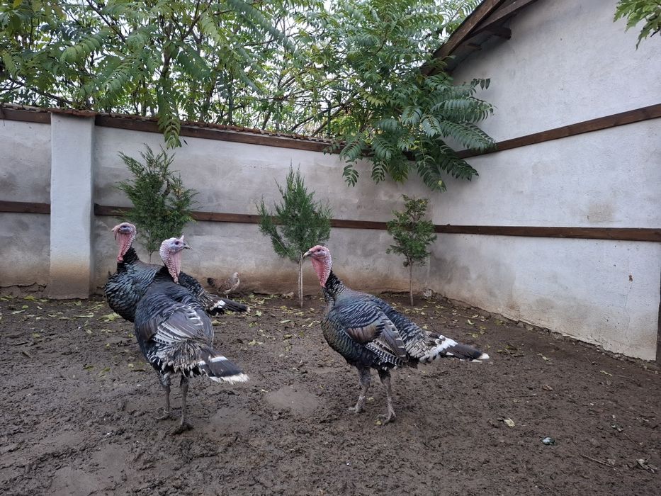 Млади фитоци 3 броя