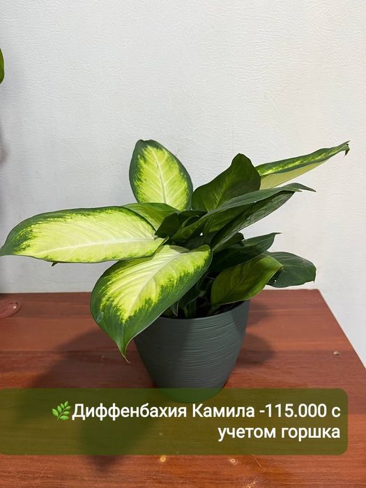 Аглаонема, Аукуба, Диффинбахия, Папоротник и др