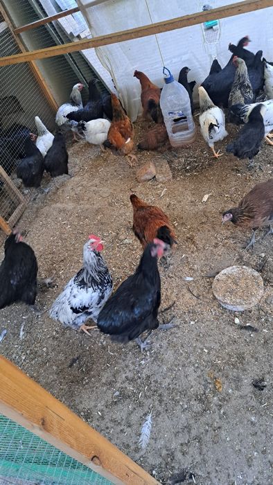 Жожа товук хорозлар