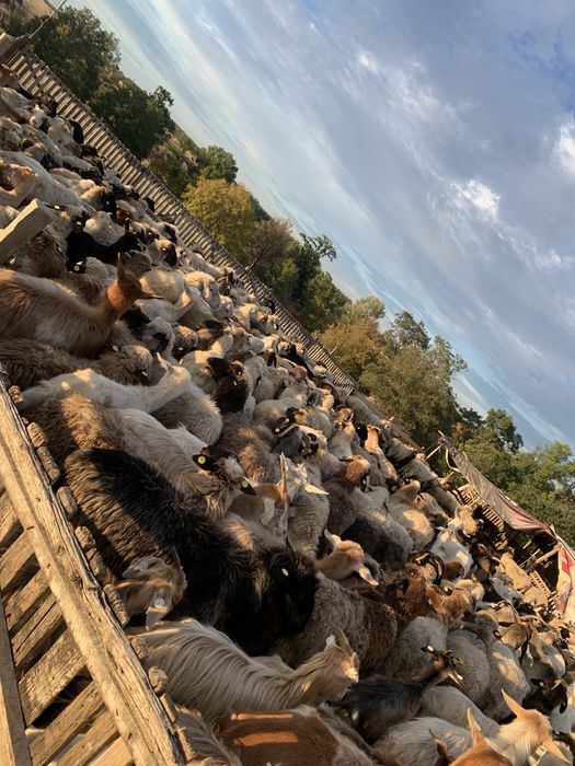 Vindem un lot de oi sanatoase,bine ingrijite ,de rasa mixta ,