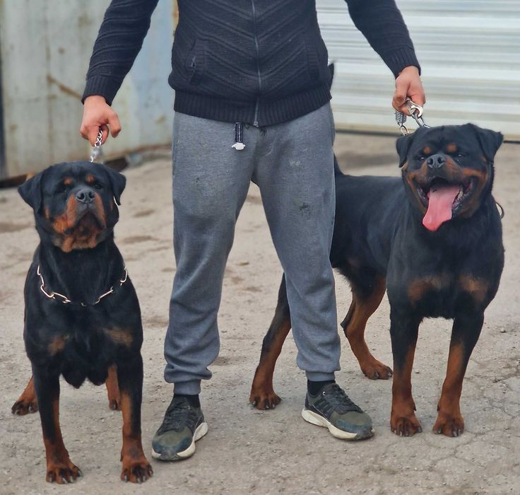 Ротвайлери с родословие