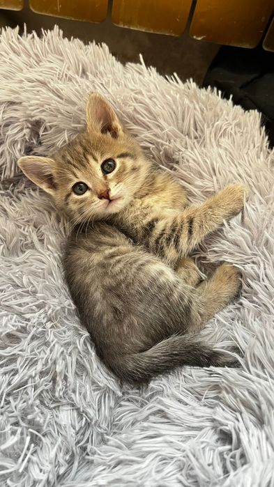 Отдам кошку в добрые руки