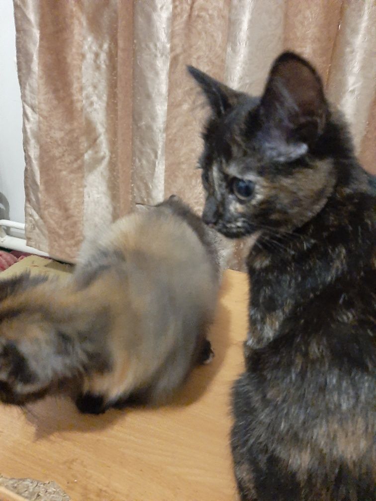 Котята 4 возраст двоим 3.5 месяца и ещё двоим 2 месяца