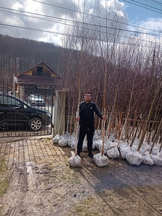Pepinieră cu mesteceni ornamentali