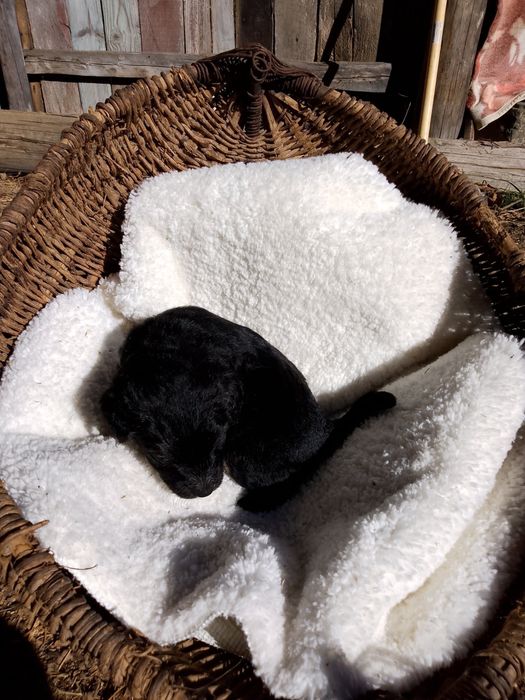 Подарявам кученца