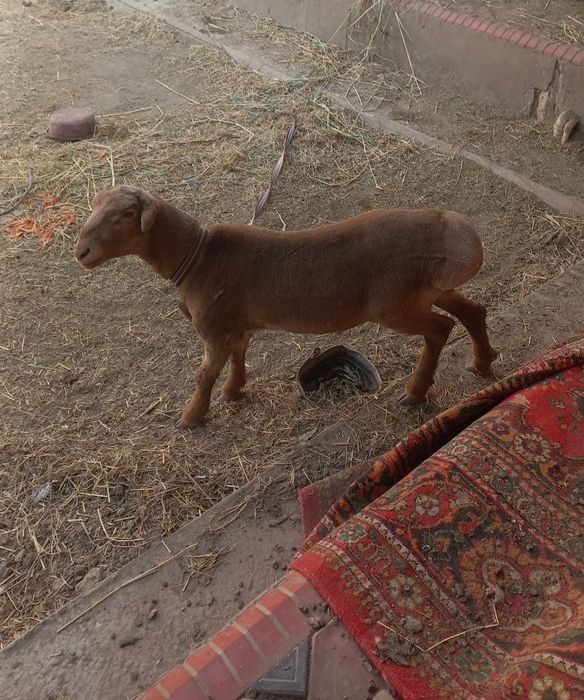 Arashan quyi , 1 yoshga tulmagan. Buxoro, Geofizika