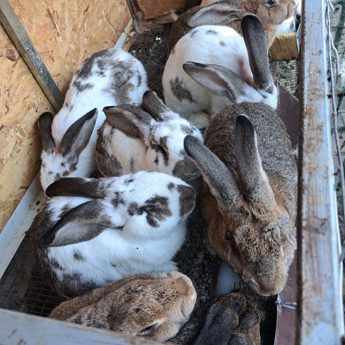 Млади зайци Горна Оряховица