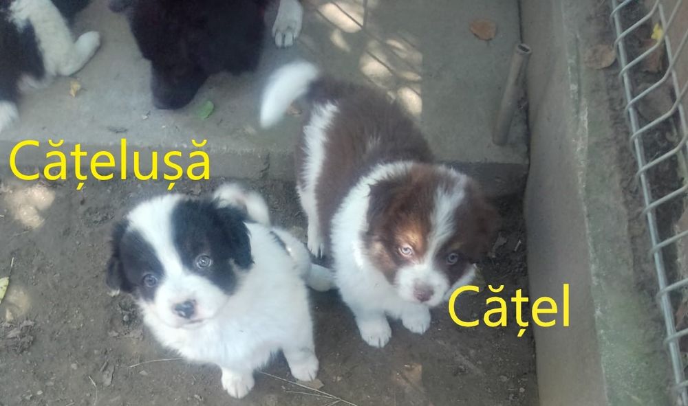 Donez căței talie medie