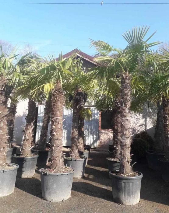 Plante ornamentale de calitate pentru grădina ta