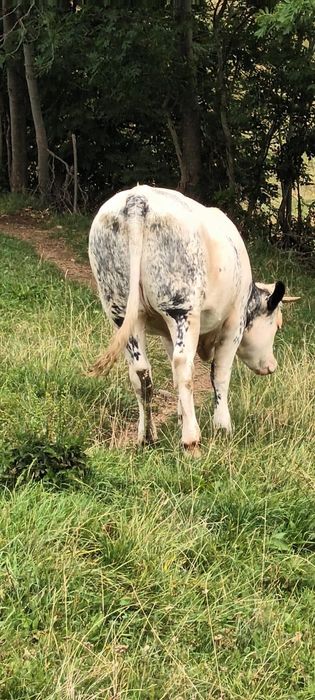 Vând vacă și junincă