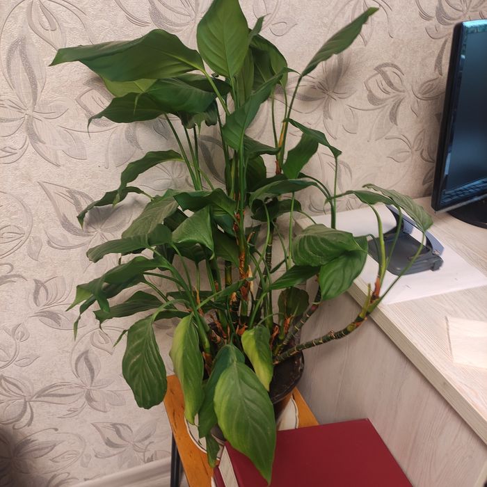 Цветы комнатные продаю