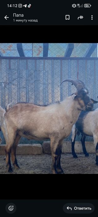 Текелер сатылады