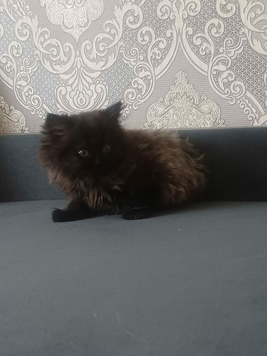 Британские котята