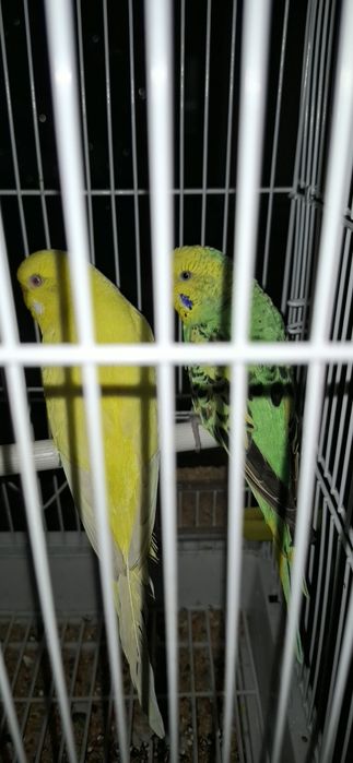 Тути кушлар сотилади.