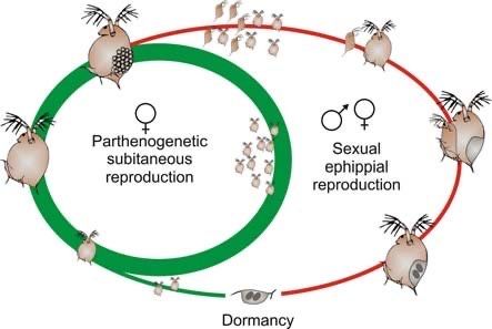 Daphnia Hrana vie pentru pesti/testoase/axelotl