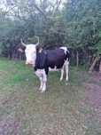 Vând vaca holstein geatanta foarte buna de lapte