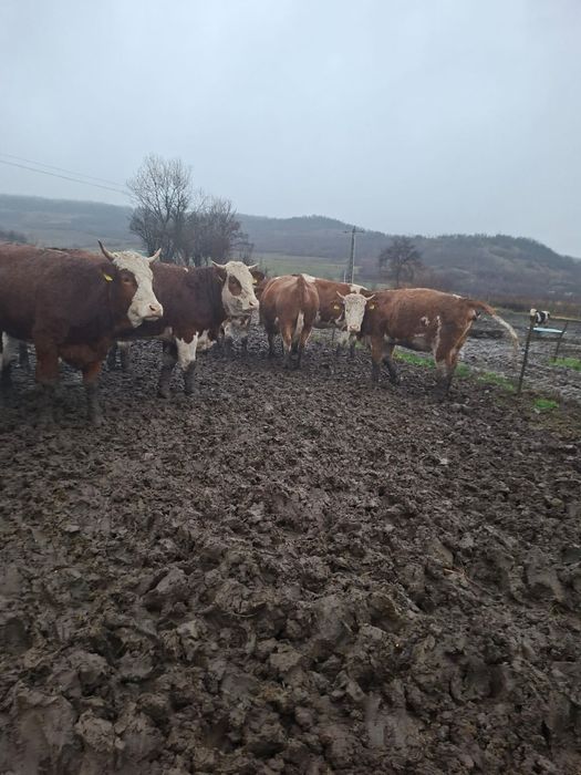 VACI /JUNINCI de vânzare