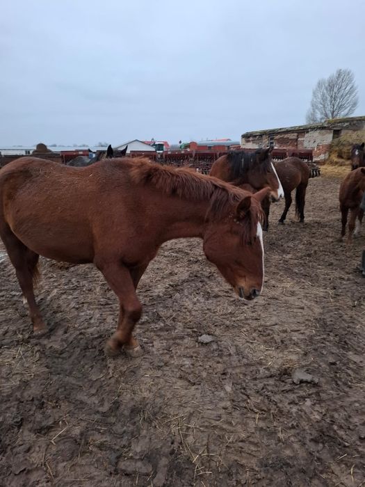 14 бас жылқы сатылады