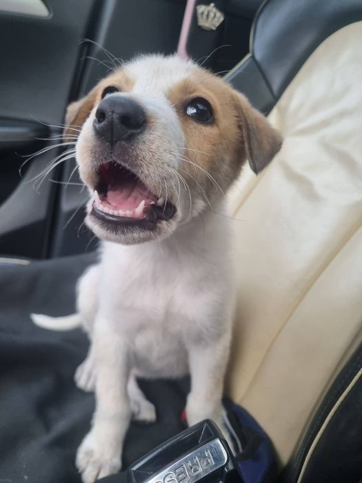 Donez catelusa de 4 luni