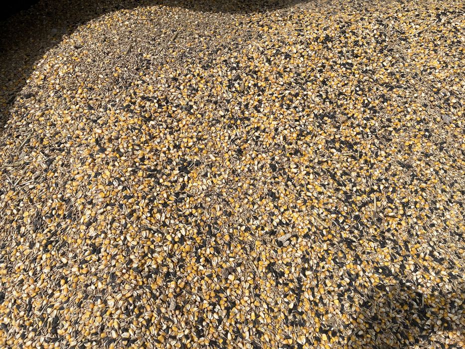 Grau , porumb , floarea-soarelui, mazare , orz